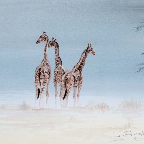 Three Giraffes
